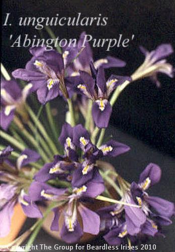 Unguic. 'Abingdon Purple'